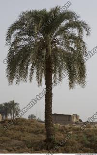 tree palm